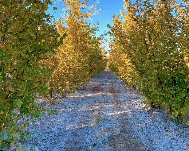 Grestoni Vineyard Truffle Forest